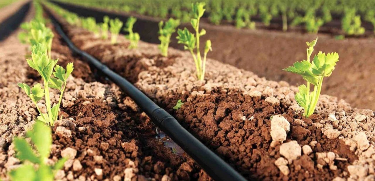 Damla Sulama Nedir Hangi Amaçla Kullanılır?