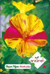 Akşam Sefası Tohumu (25 adet) Karışık Renk