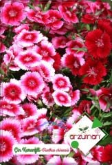 Çin Karanfili Tohumu (100 Adet) Karışık Renk