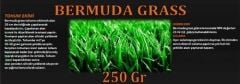 Bermuda Çimi (Ayrık Otu)Tohumu 250 gr