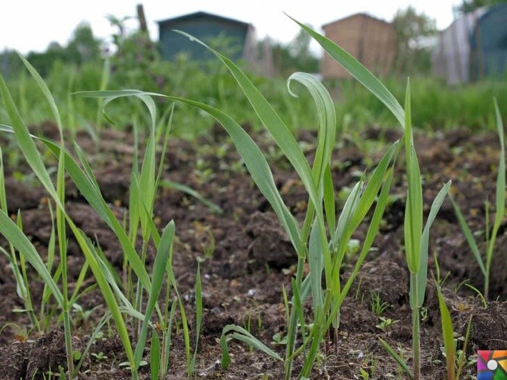 Ayrık Otu İle Mücadele
