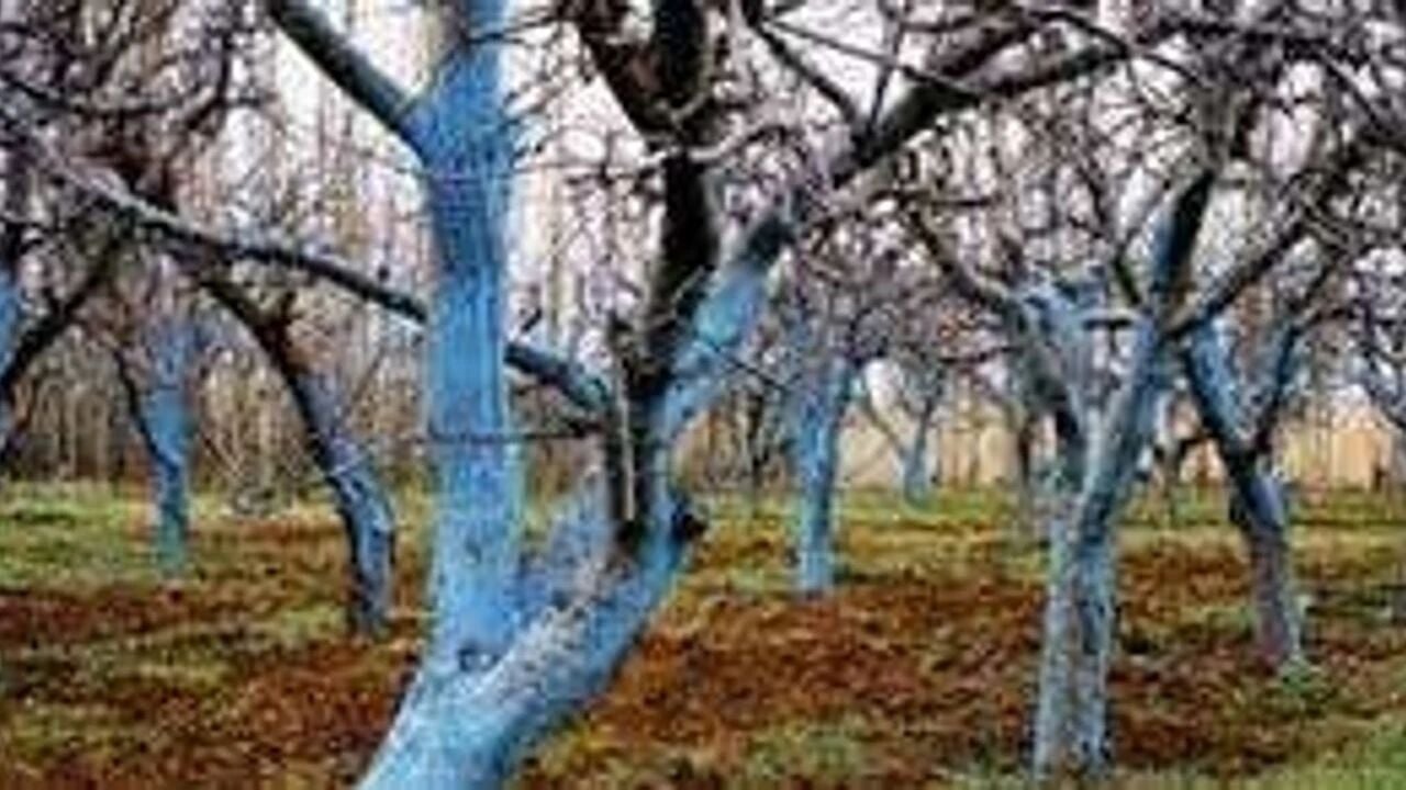 Sıvı bordo bulamacı ne zaman atılır?