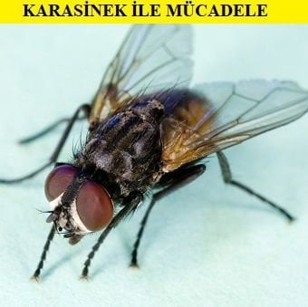 Karasinek Mücadelesi Nasıl Yapılır?