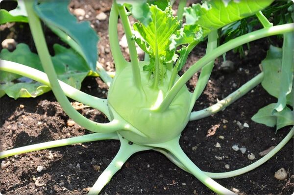 Alabaş Tohumu (200 adet)