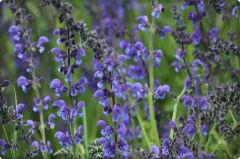 Adaçayı Tohumu (50 Adet)