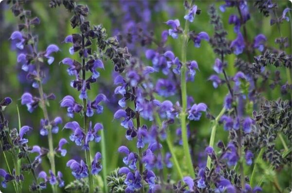 Adaçayı Tohumu (50 Adet)