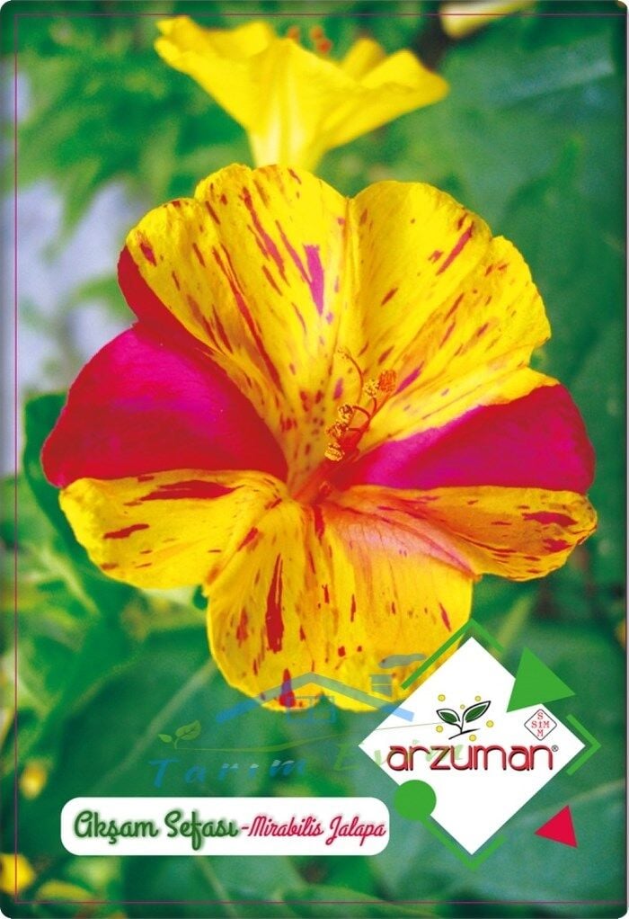 Akşam Sefası Tohumu (25 adet) Karışık Renk