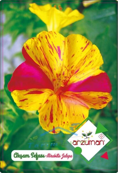 Akşam Sefası Tohumu (25 adet) Karışık Renk