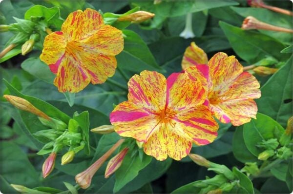 Akşam Sefası Tohumu (25 adet) Karışık Renk