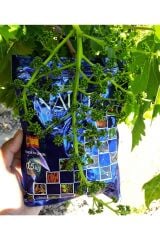 NAUTA | Biostimulant Katı Deniz Yosunu 500 gr