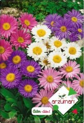 Aster Çiçeği Tohumu (50 Adet)  Farklı Renklerde