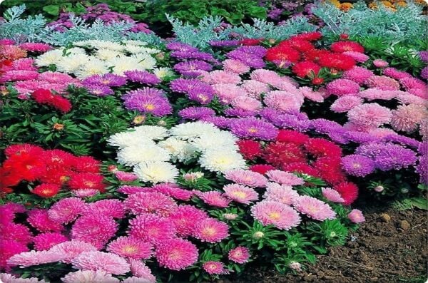 Aster Çiçeği Tohumu (50 Adet)  Farklı Renklerde