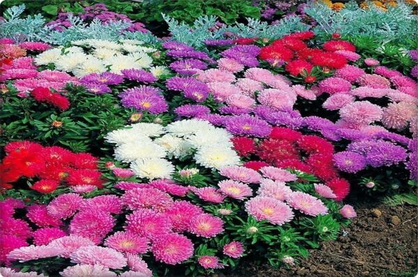 Aster Çiçeği Tohumu (50 Adet)  Farklı Renklerde