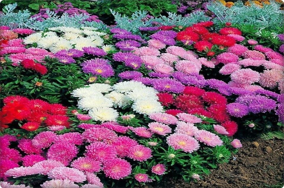 Aster Çiçeği Tohumu (50 Adet)  Farklı Renklerde