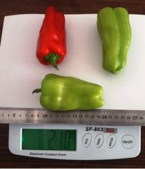 İlgi F1 Hibrit ÜçBurun Biber (1000 çk)