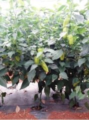 İlgi F1 Hibrit ÜçBurun Biber (1000 çk)