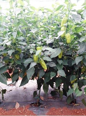 İlgi F1 Hibrit ÜçBurun Biber (1000 çk)