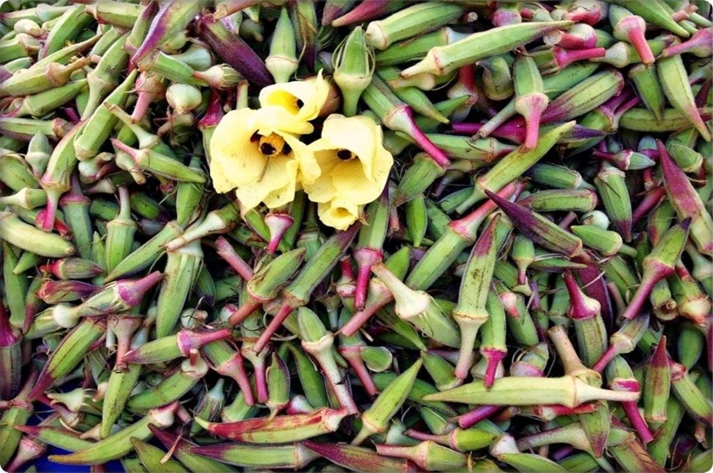 Bamya Tohumu (25 Gr) Kınalı Kırmızı Renk