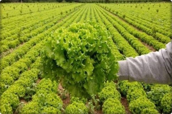 Fruto-SA (1) Lt Doğal Sıvı Kompost(Deniz Yosunu-Aminoasit İthal