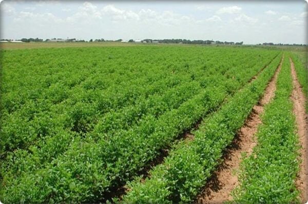 Fruto-SA (1) Lt Doğal Sıvı Kompost(Deniz Yosunu-Aminoasit İthal