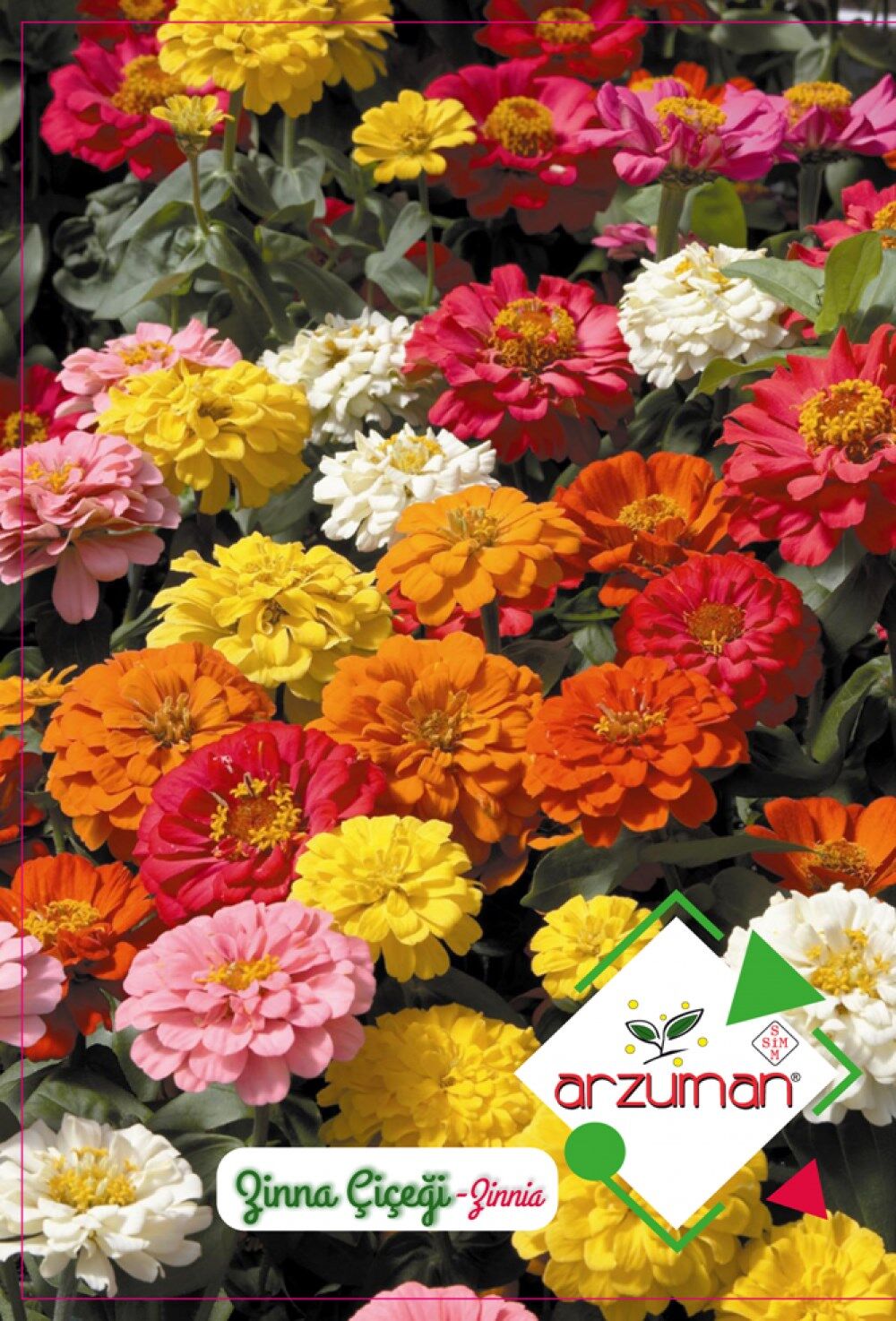 Zinna Çiçeği Tohumu (30 Adet)