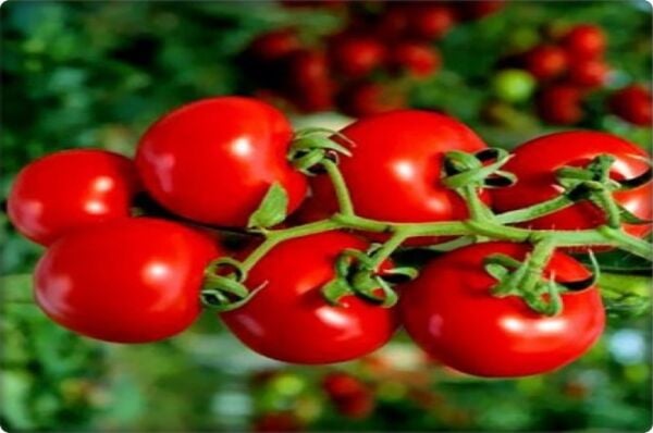 Cherry Domates Tohumu (Pinpon)(250 Adet)