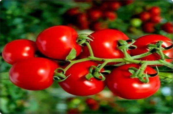 Cherry Domates Tohumu (Pinpon)(250 Adet)