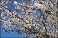 Çiçeklendirici Fosforlu Gübre BRAV0-P (1 Kg)