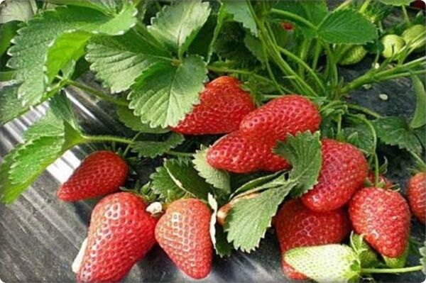 Çilek Tohumu (100 Adet)