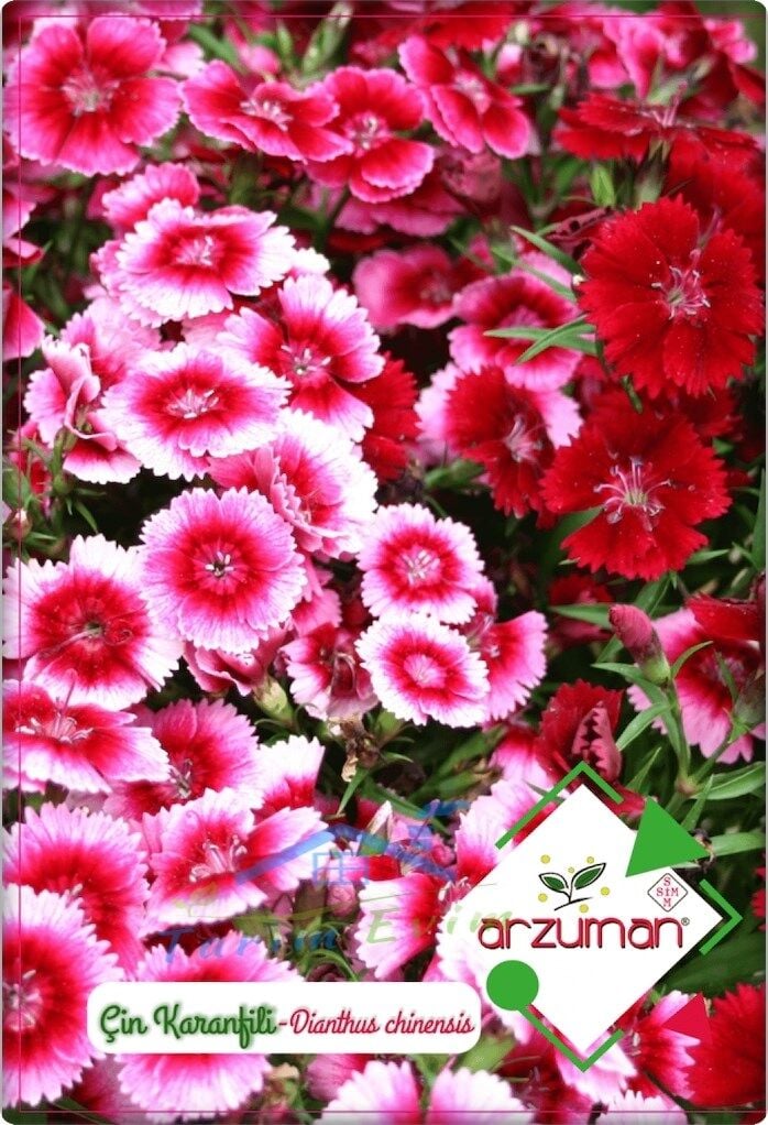 Çin Karanfili Tohumu (100 Adet) Karışık Renk