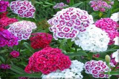 Çin Karanfili Tohumu (100 Adet) Karışık Renk