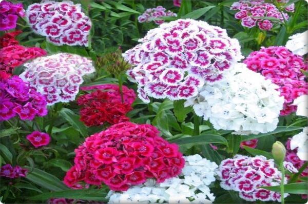 Çin Karanfili Tohumu (100 Adet) Karışık Renk