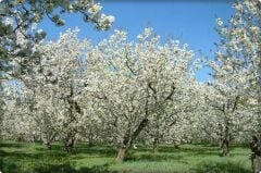 Çinko ve Fosfor Gübresi 3-15-0+6Zn (Elfer ZnP)1 Lt