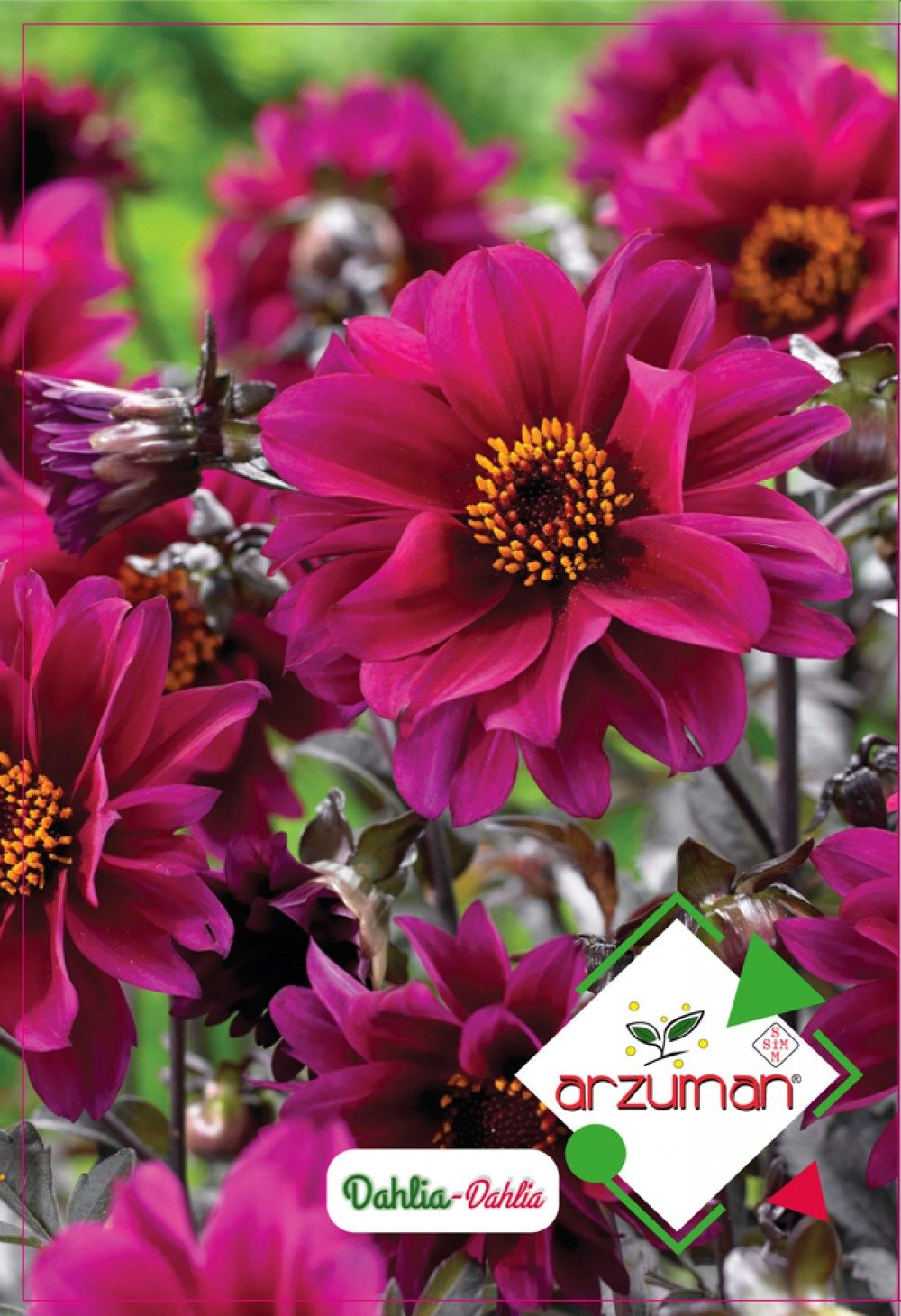 Dahlia Çiçeği Tohumu (30 Adet)