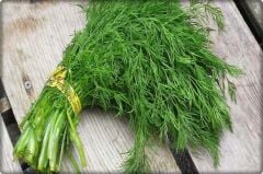 Arzuman Dereotu Tohumu (10 Gr)