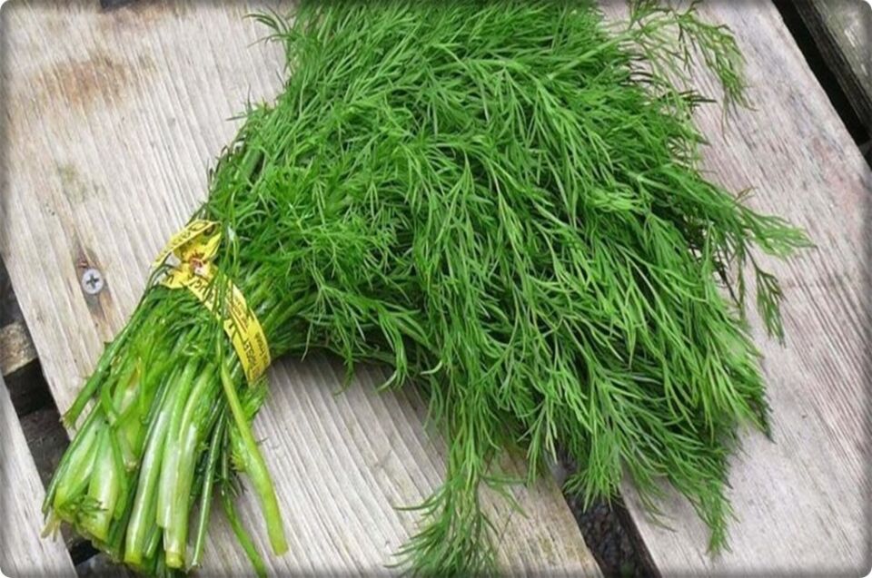 Arzuman Dereotu Tohumu (10 Gr)