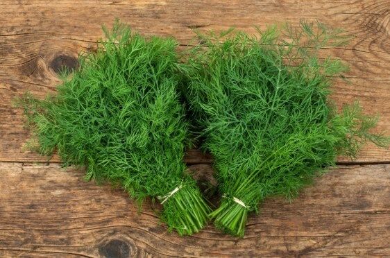 Arzuman Dereotu Tohumu (10 Gr)