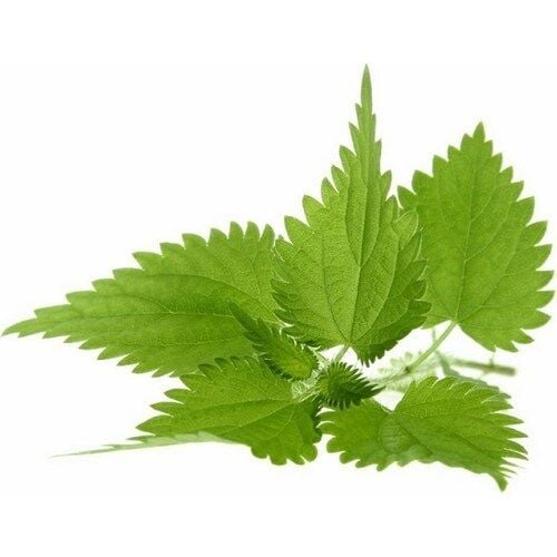 Doğal Isırgan Otu Tohumu (100 Adet)