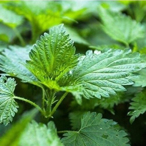 Doğal Isırgan Otu Tohumu (100 Adet)