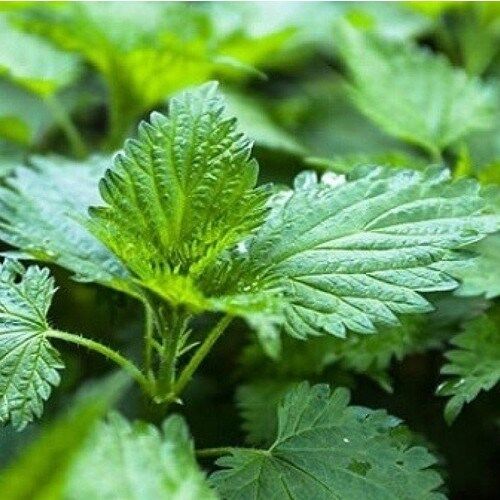 Doğal Isırgan Otu Tohumu (100 Adet)