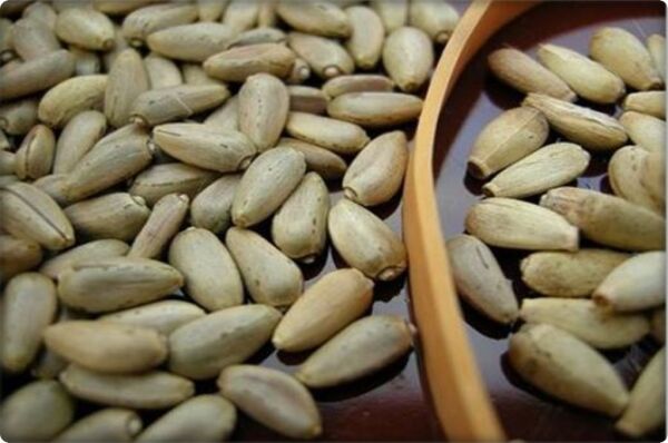 Enginar Tohumu (20 Adet)