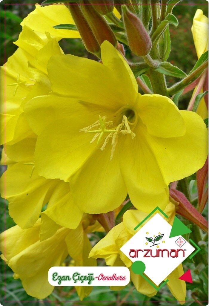 Ezan Çiçeği Tohumu (100 Adet) Çiçeklerini akşam açar