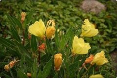 Ezan Çiçeği Tohumu (100 Adet) Çiçeklerini akşam açar