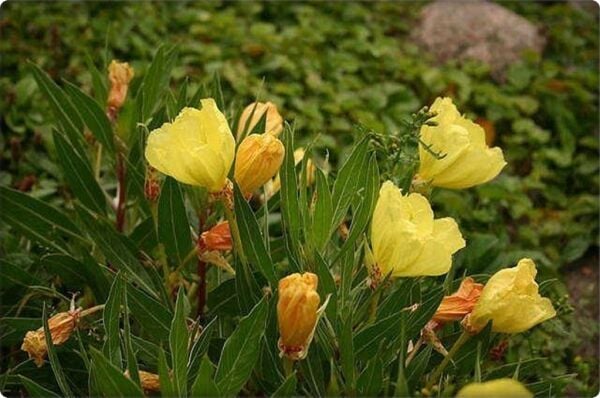 Ezan Çiçeği Tohumu (100 Adet) Çiçeklerini akşam açar