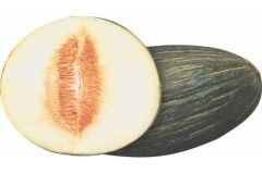 Hasanbey Kavun Tohumu (10 gr)