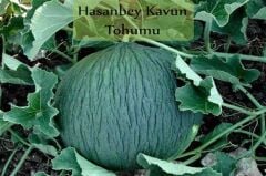 Hasanbey Kavun Tohumu (10 gr)