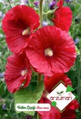 Hatim Çiçeği Tohumu (50 Adet)