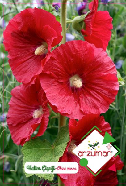 Hatim Çiçeği Tohumu (50 Adet)