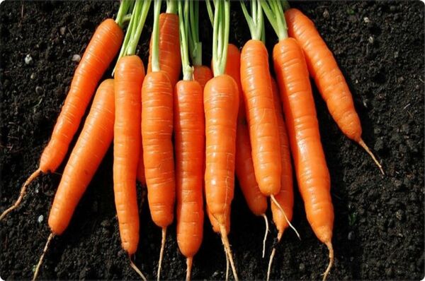 Havuç Tohumu (10 Gr)