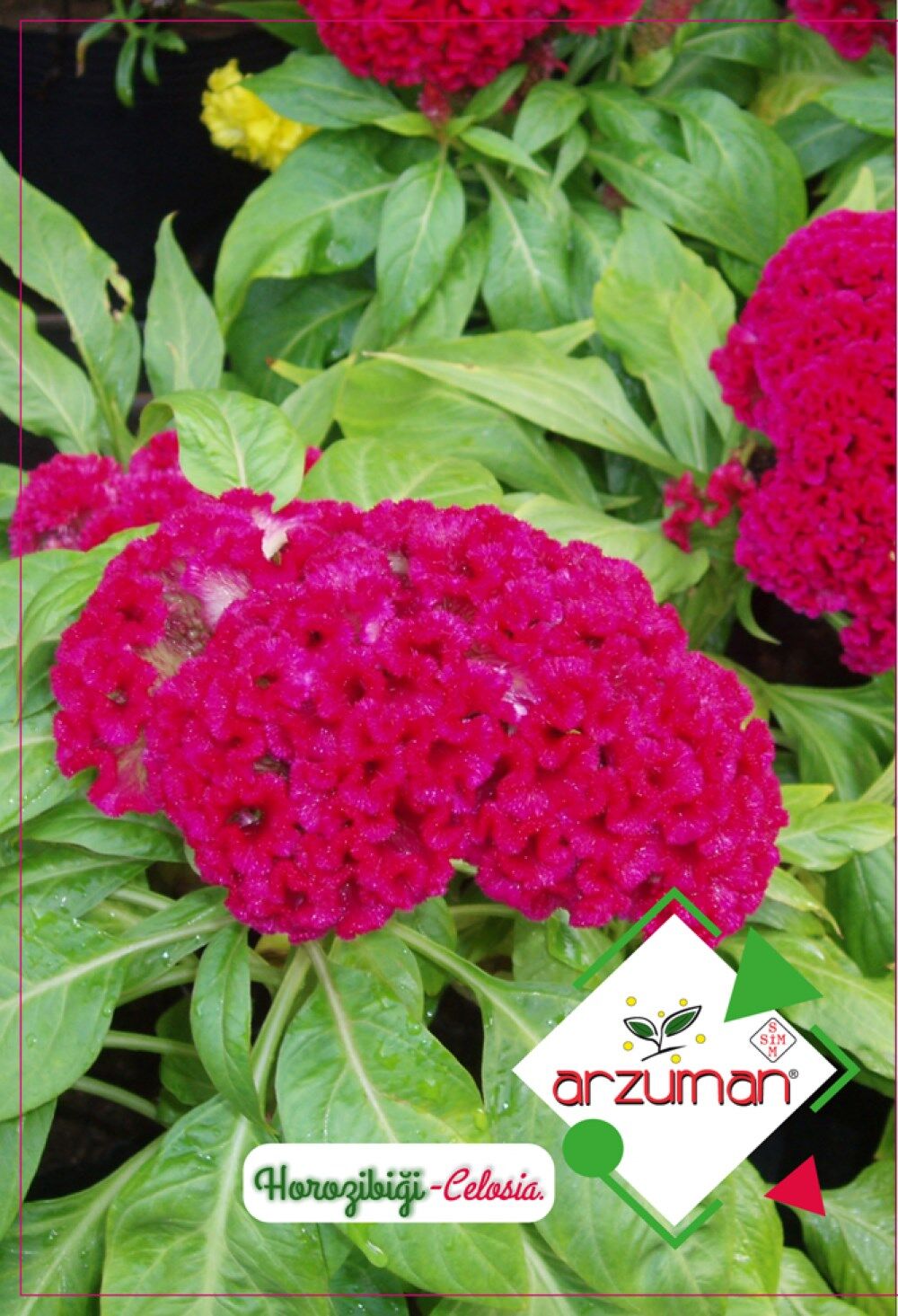 Horoz İbiği Çiçeği Tohumu (100 Adet)